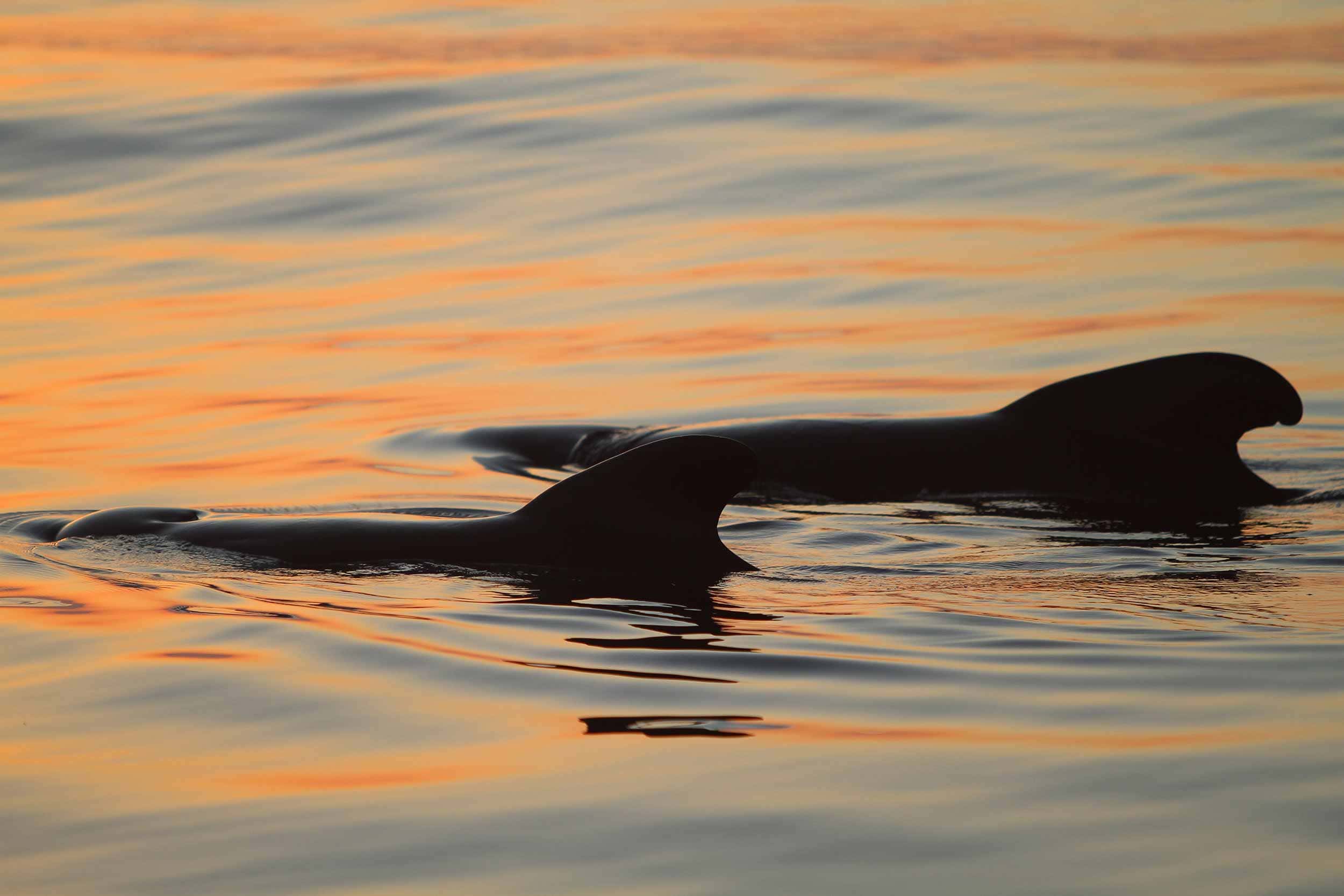 cetaceans in gran canaria