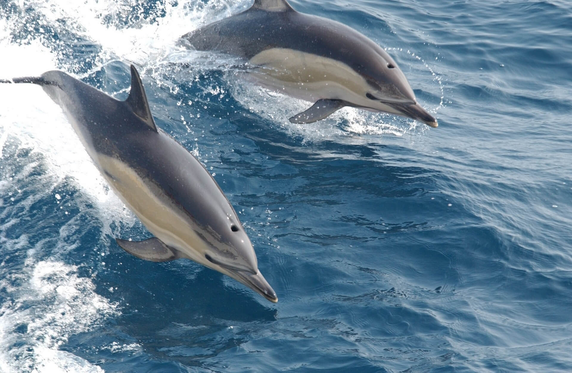 cetaceans in the canary islands