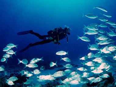 Actividades Fuerteventura - Buceo